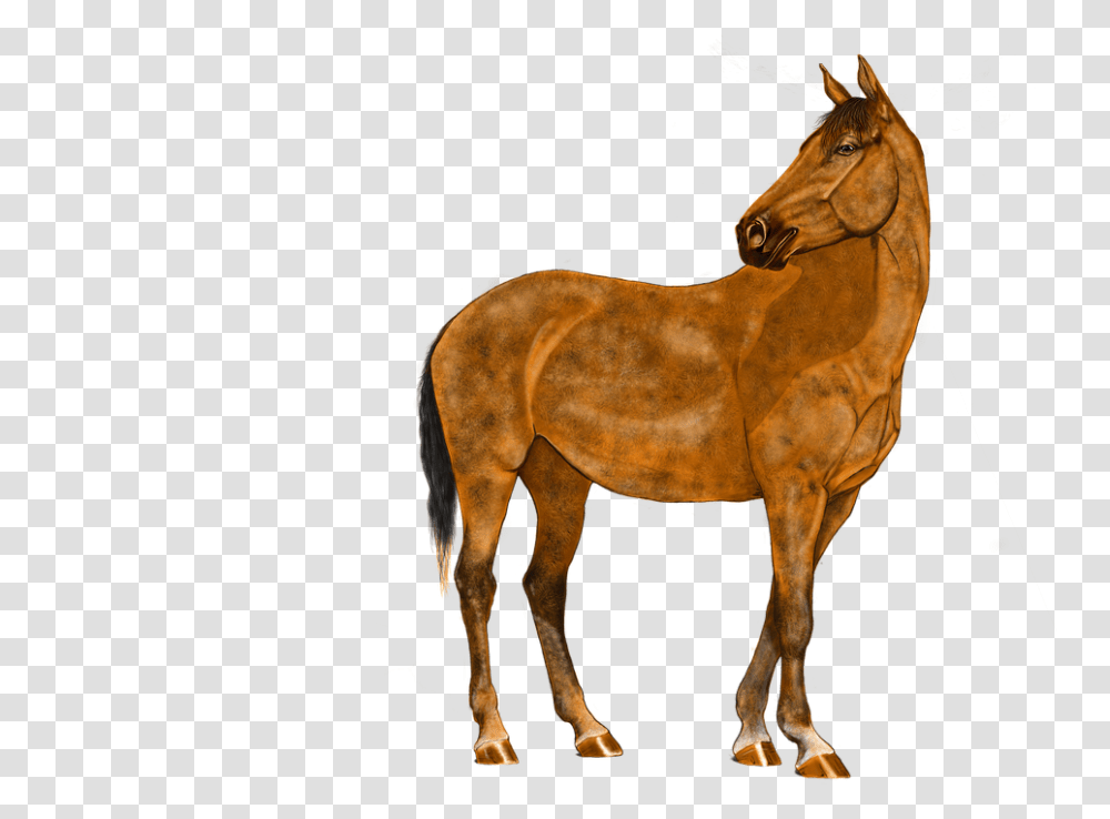 Grafik Pferd, Horse, Mammal, Animal, Colt Horse Transparent Png