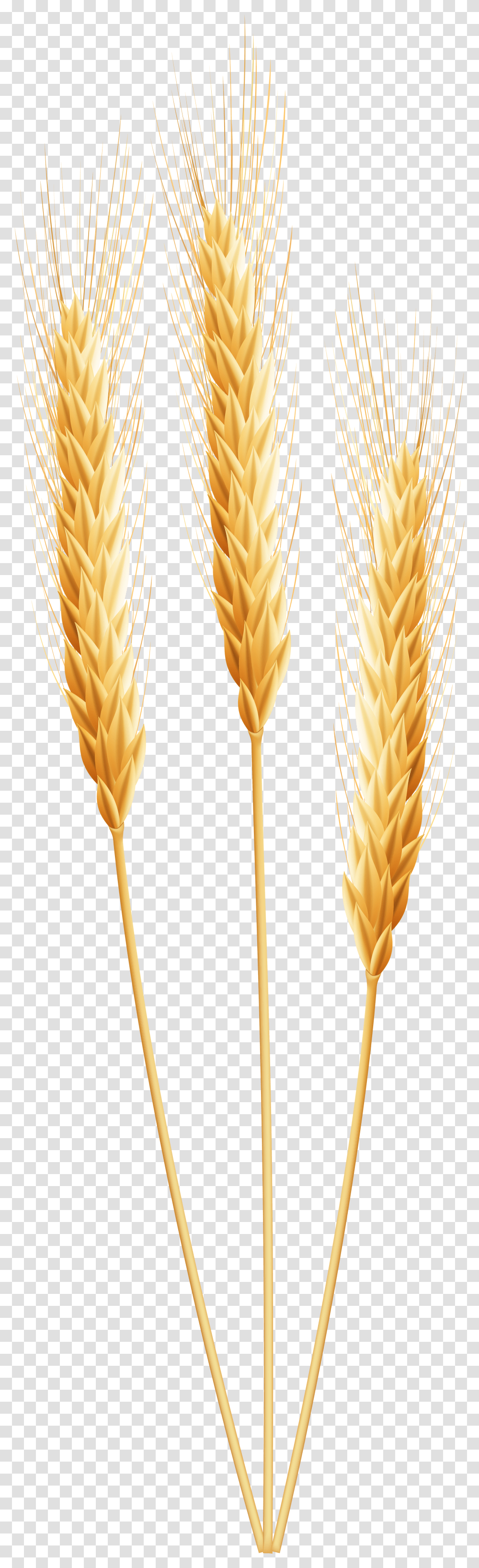 Grain Clip Art Wheat Clipart Transparent Png