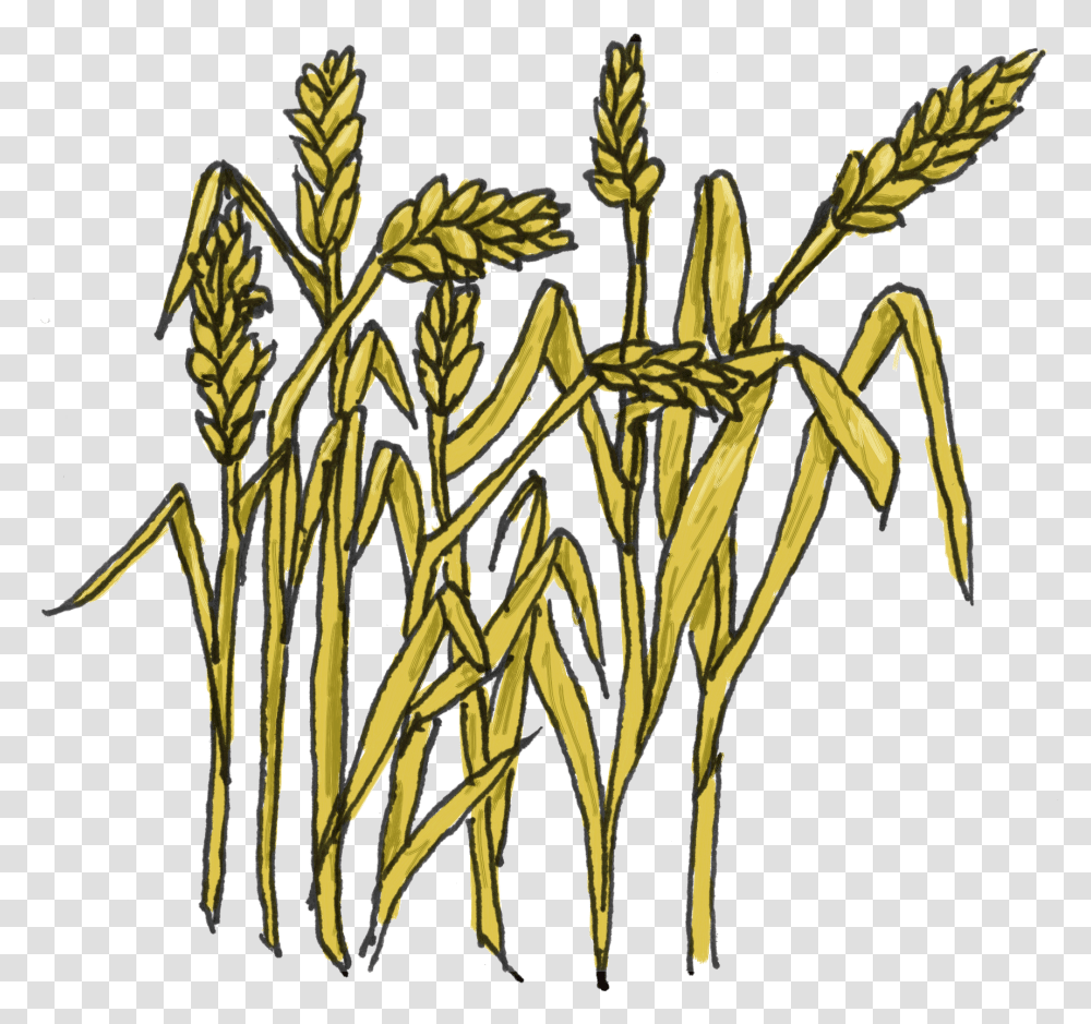 Grain Clipart, Plant, Flower, Pollen Transparent Png
