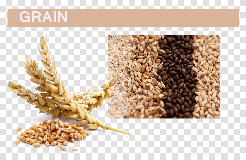 Grain Pic Wheat And Barley, Plant, Vegetable, Food, Rug Transparent Png