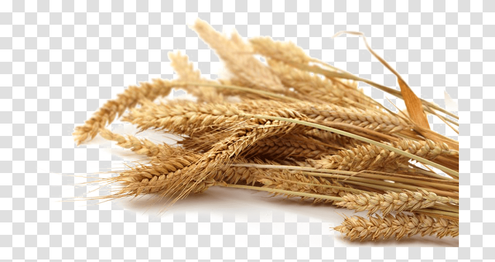 Grain Picture Grain, Plant, Wheat, Vegetable, Food Transparent Png