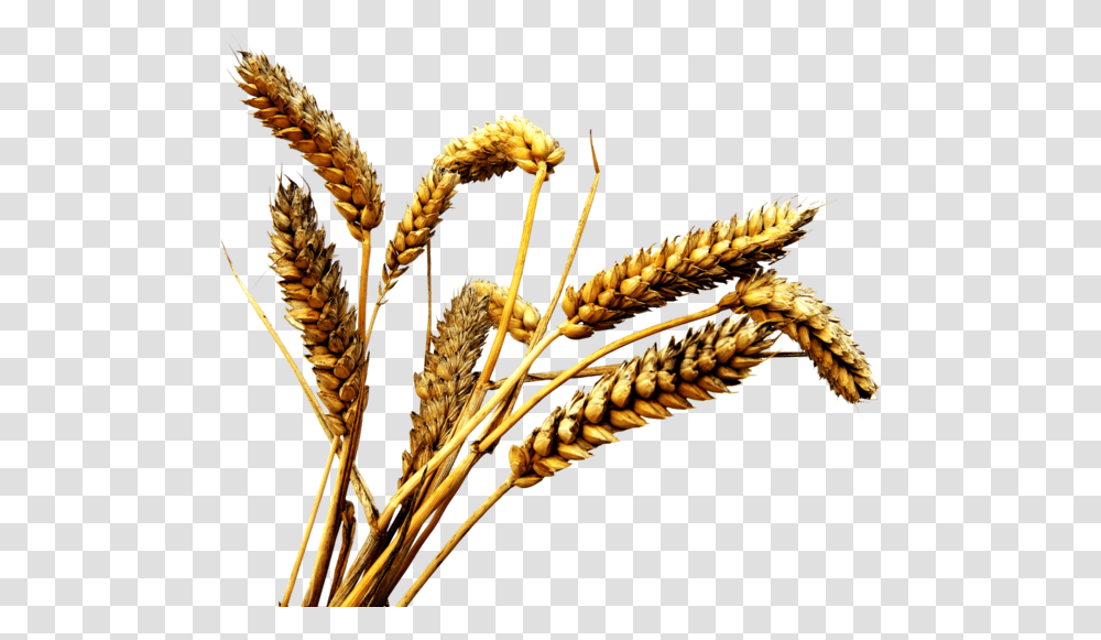 Grain, Plant, Banana, Fruit, Food Transparent Png