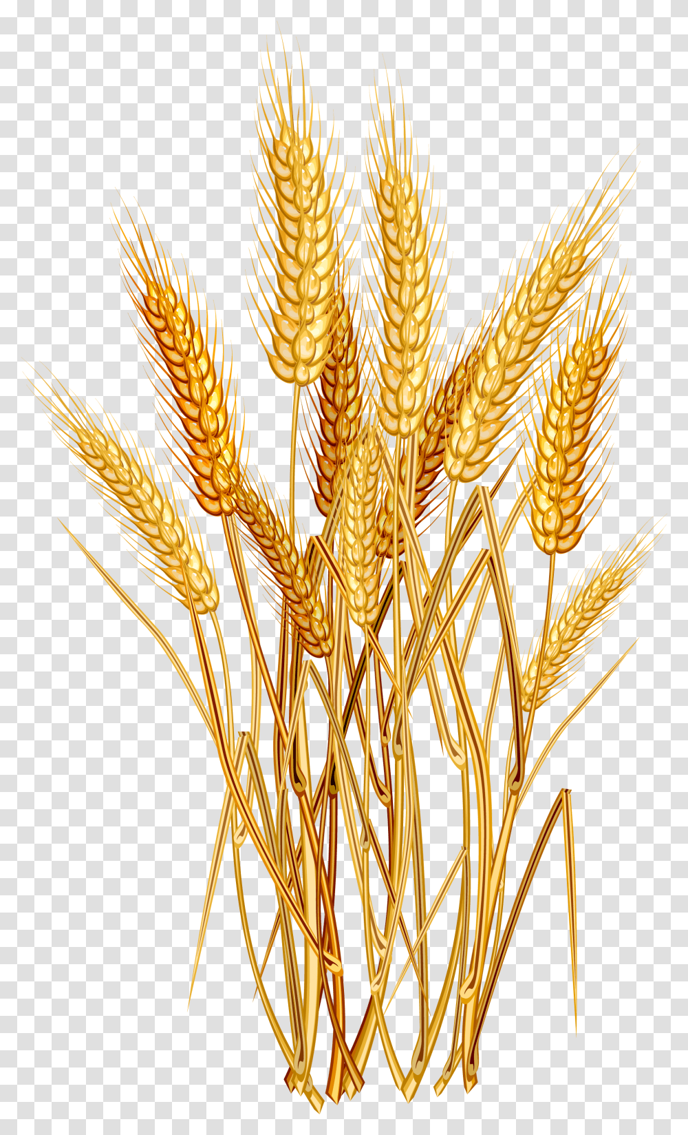 Grain Plant Clipart Wheat, Vegetable, Food, Produce, Vegetation Transparent Png