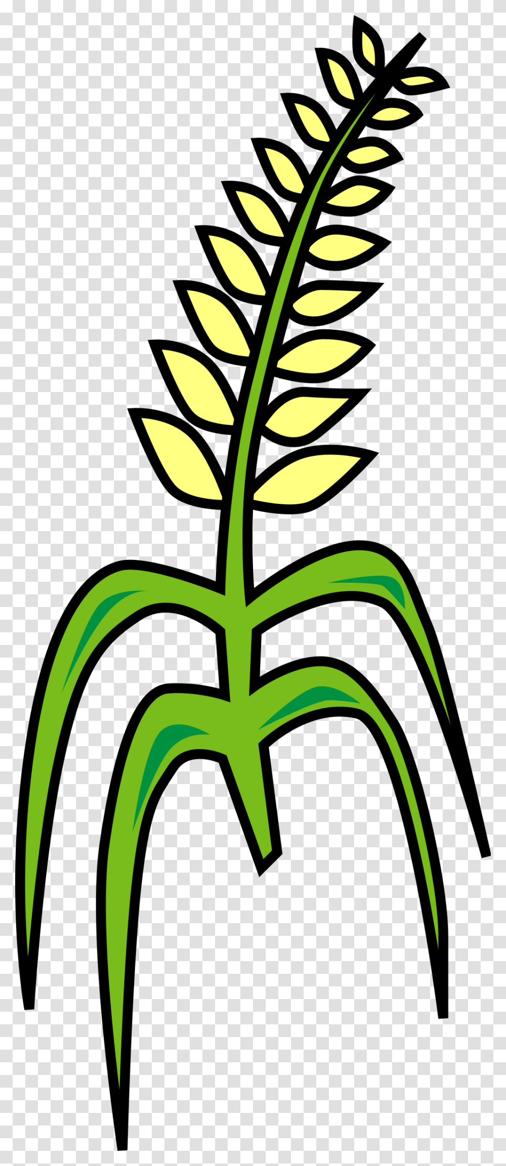 Grain, Plant, Leaf, Flower, Field Transparent Png