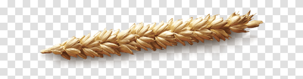 Grain Wheat Einkorn Wheat, Plant, Vegetable, Food, Produce Transparent Png