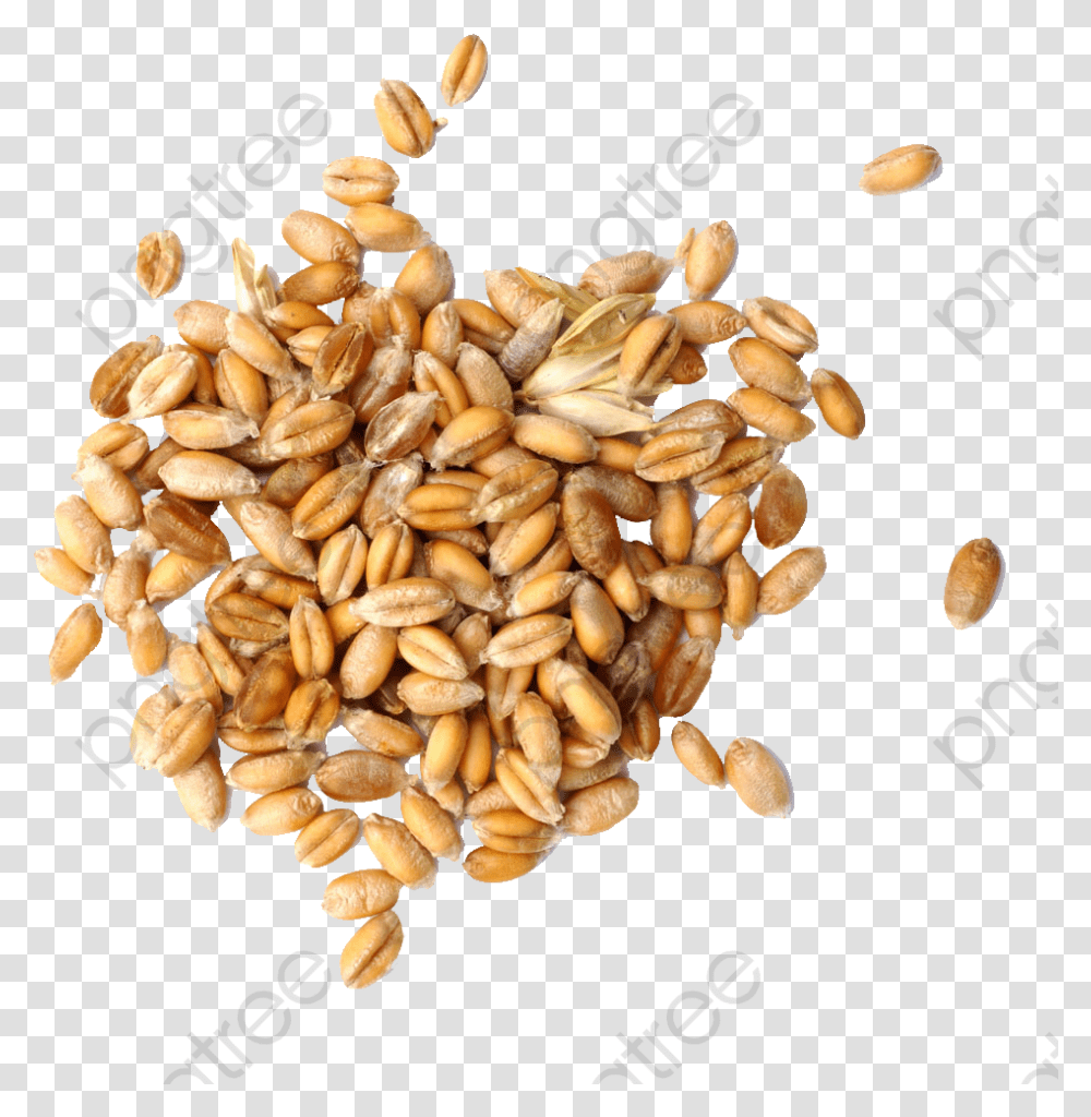 Grains Clipart Various Wheat Grains, Plant, Fungus, Vegetable, Food Transparent Png