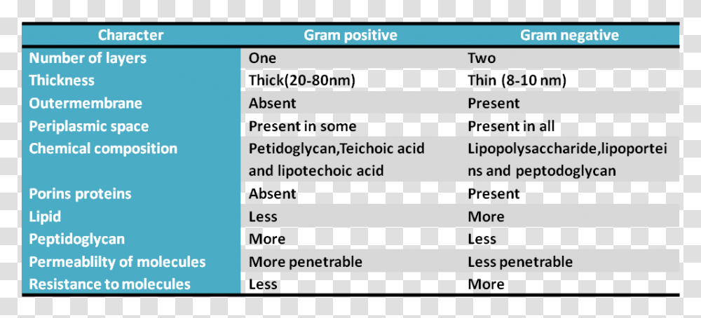 Gram Positive And Gram Negative Cell Wall Difference, Number, Page Transparent Png