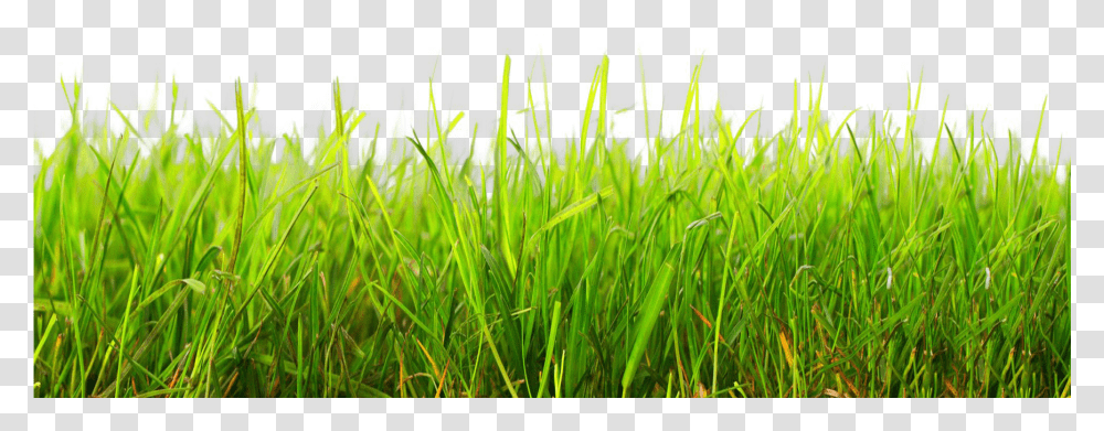 Grama De Futebol Download Grass, Plant, Lawn, Field, Vegetation Transparent Png