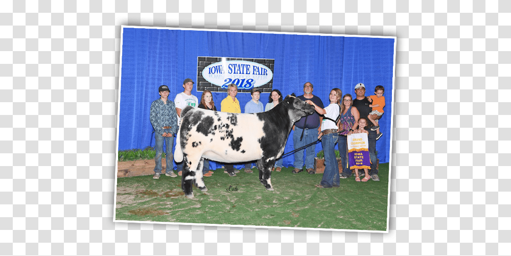 Grand Champion Steer Iowa State Fair 2019, Cow, Cattle, Mammal, Animal Transparent Png