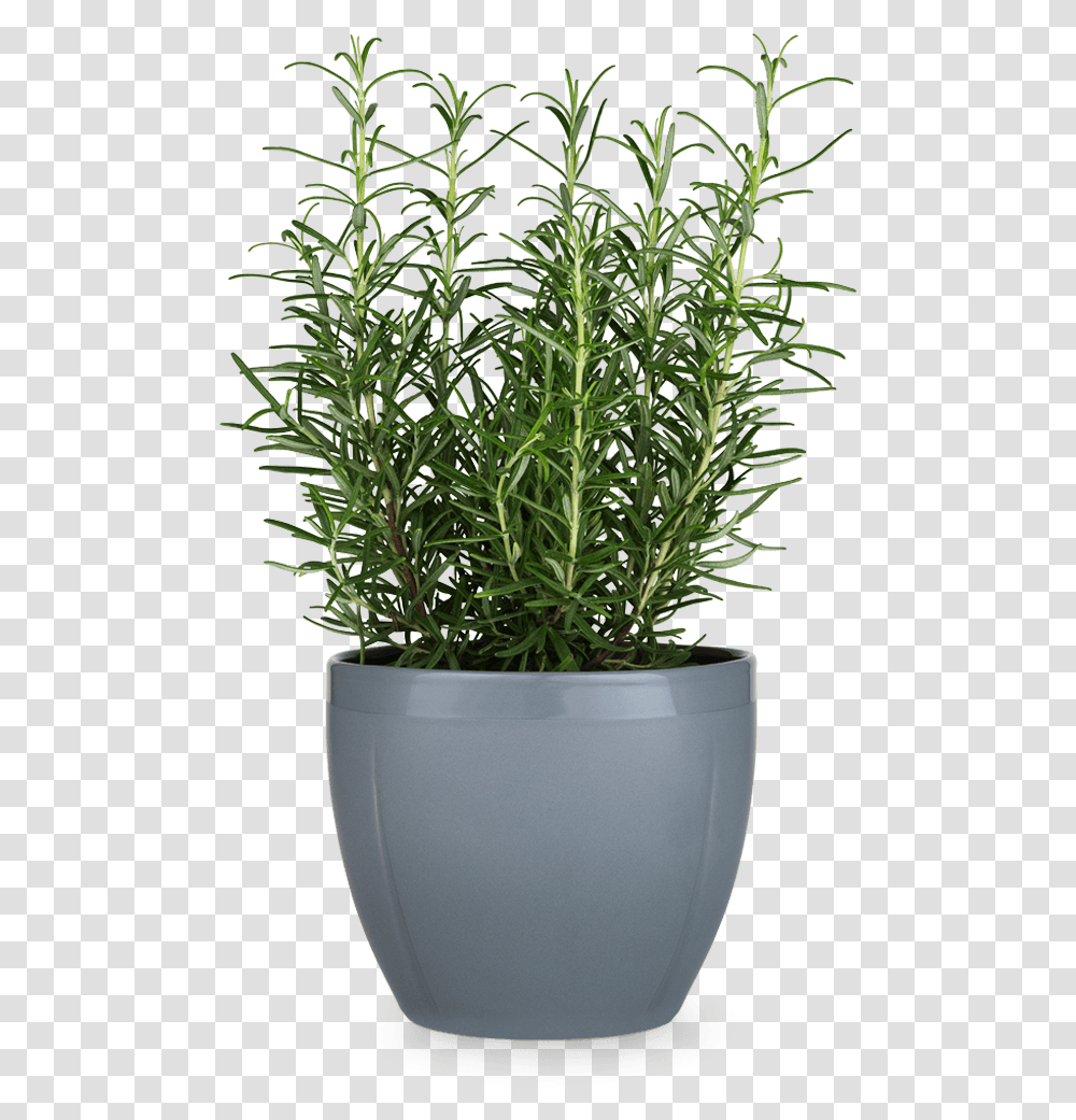 Grand Cru Flowerpot Pot, Potted Plant, Vase, Jar, Pottery Transparent Png