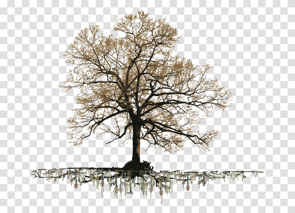 Grand Old Oak Tree Silhouettes Of Oak Tree, Plant, Tree Trunk, Panther, Wildlife Transparent Png
