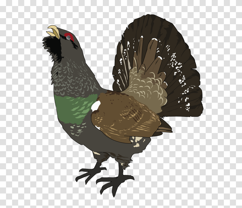 Grand Tetras, Animals, Bird, Turkey Bird, Poultry Transparent Png