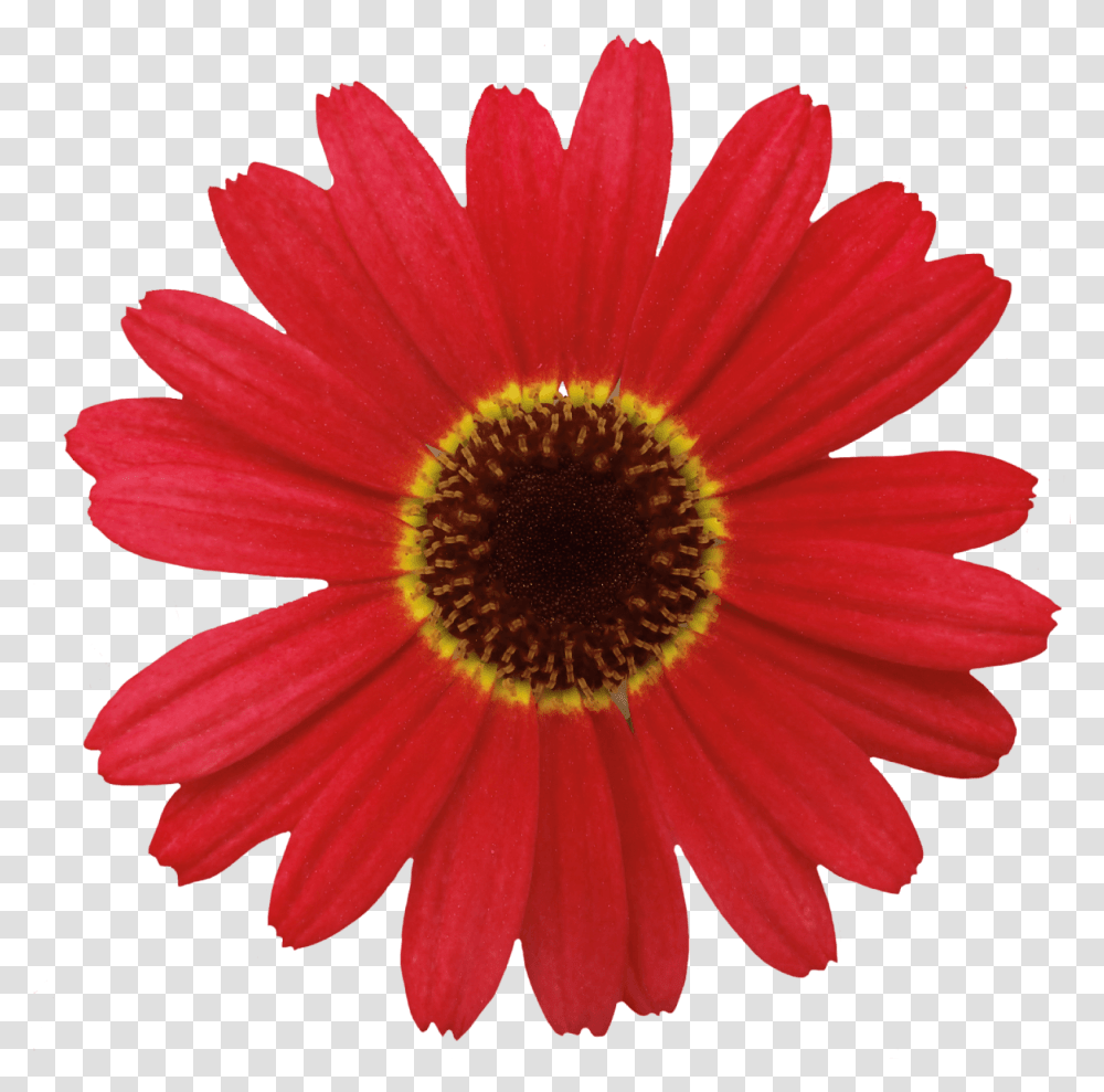 Grandaisy Red Orange Red Dasy Flowers, Plant, Daisies, Blossom, Treasure Flower Transparent Png