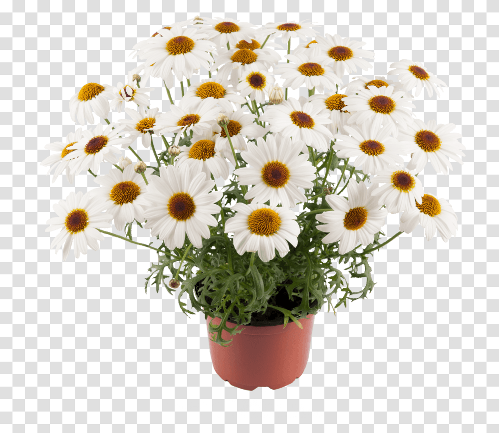 Grandaisy White Flowerpot, Plant, Daisies, Blossom, Flower Arrangement Transparent Png