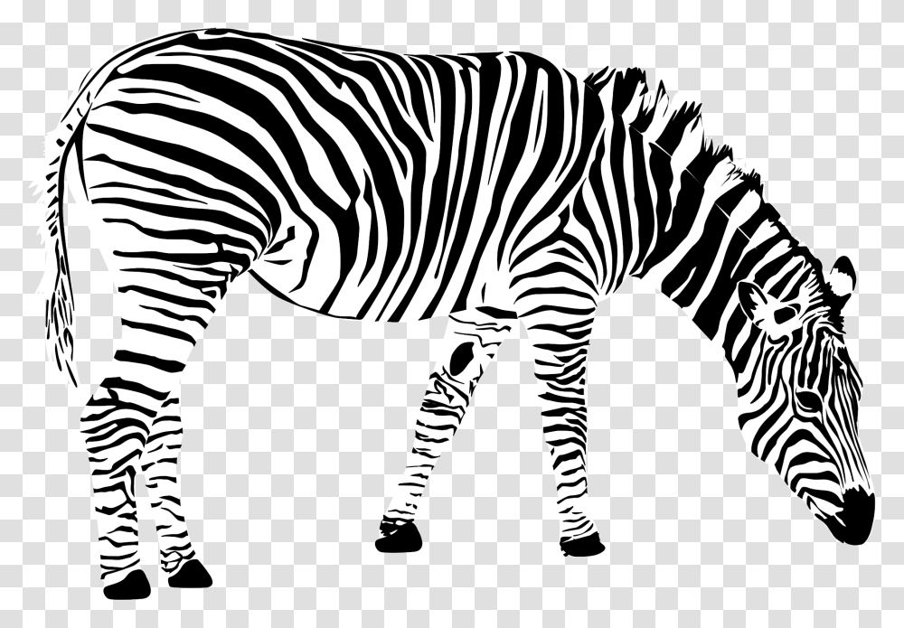 Grants Zebra Zebra Vector, Wildlife, Mammal, Animal, Road Transparent Png