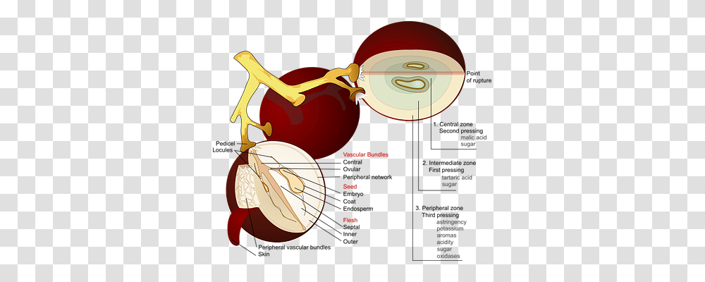 Grape Food, Plant, Diagram, Animal Transparent Png