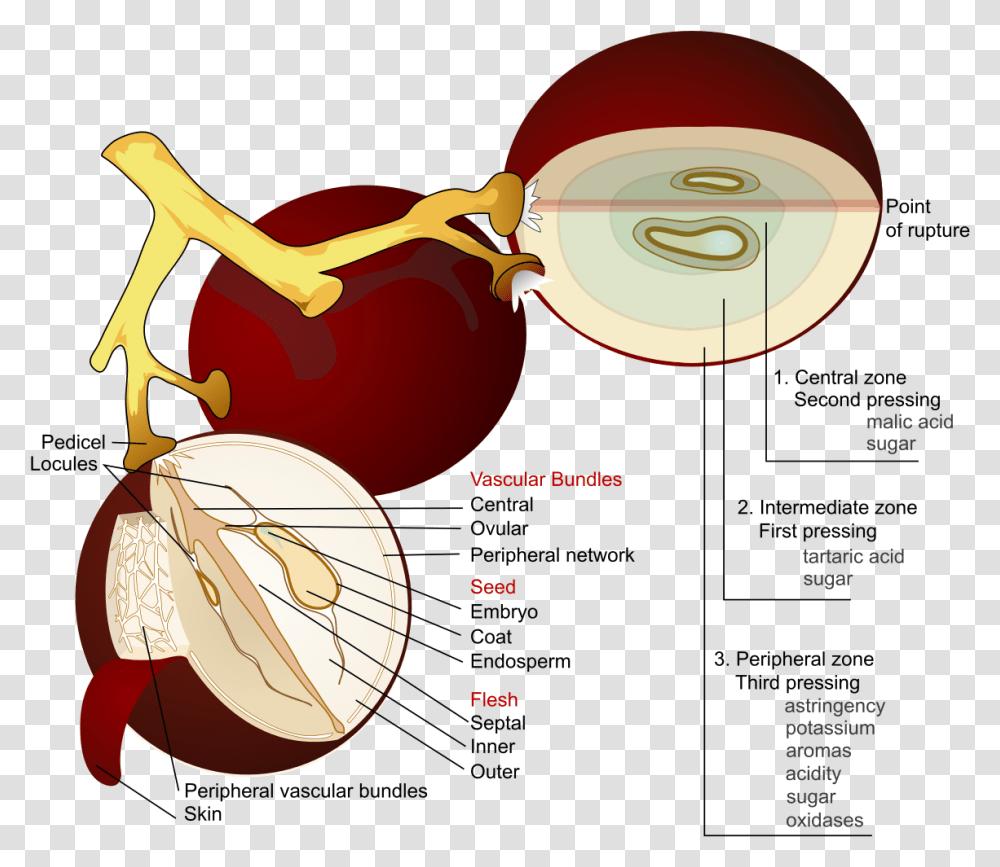 Grape Anatomy, Diagram, Plot, Label Transparent Png