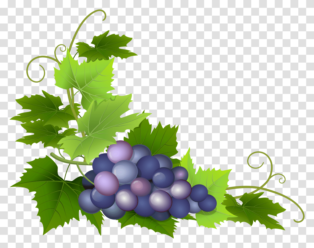 Grape Clipart Grape Leaf Download Transparent Png