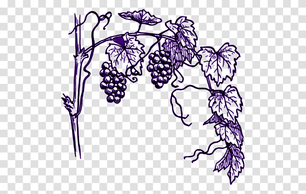 Grape Clipart Vineyard Clipart, Plant, Doodle, Drawing, Pattern Transparent Png