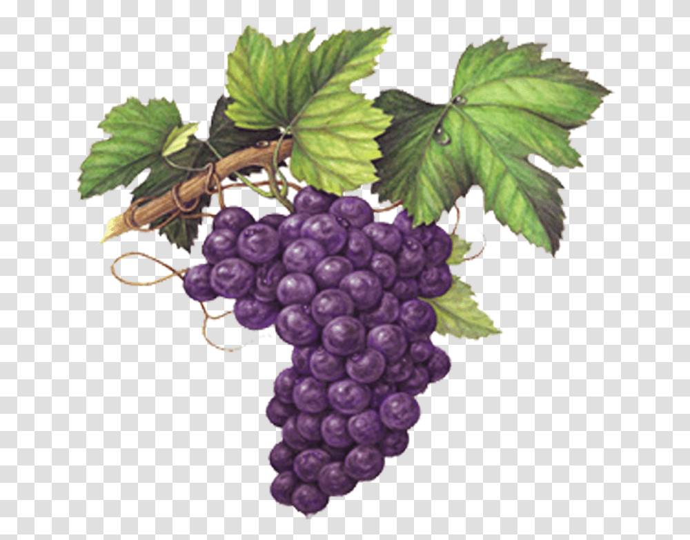 Grape Emoji Grape Watercolor Painting Grapes Colored Grapes Colored Pencil Drawing, Plant, Fruit Transparent Png