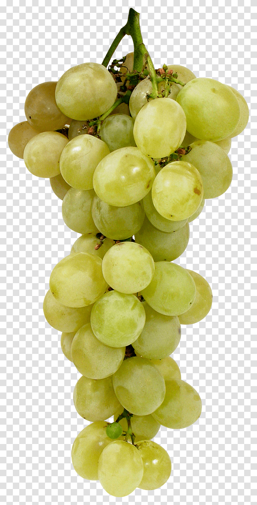 Grape, Fruit, Plant, Grapes, Food Transparent Png