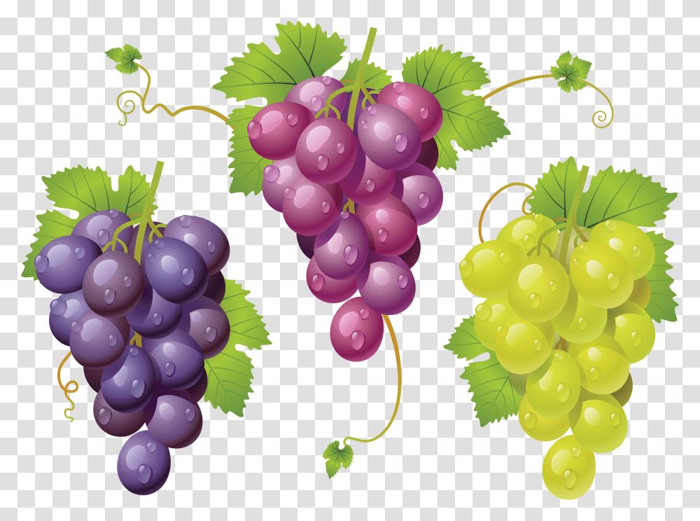 Grape, Fruit, Plant, Grapes, Food Transparent Png