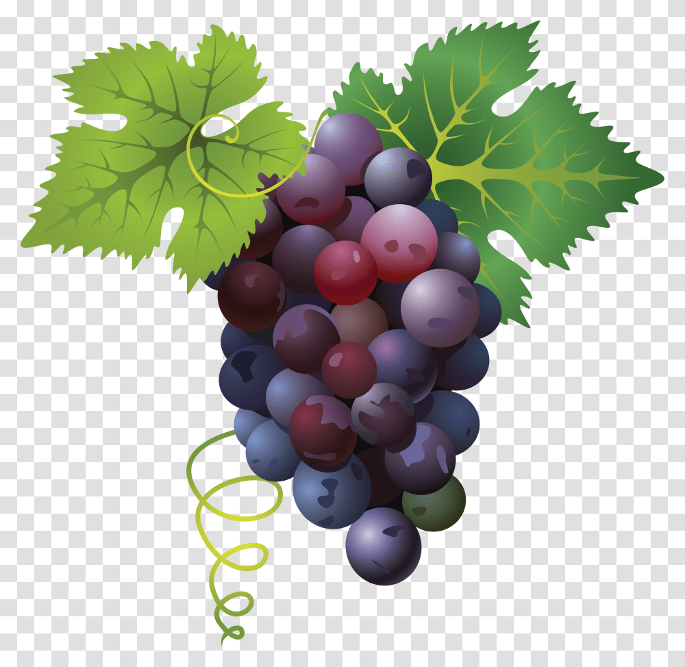 Grape, Fruit, Plant, Grapes, Food Transparent Png