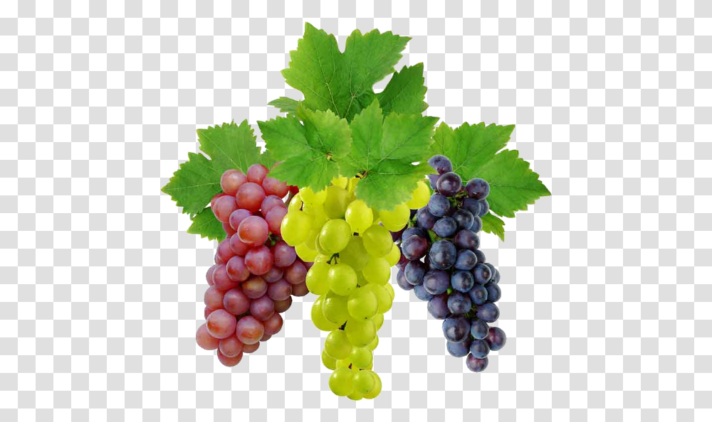 Grape, Fruit, Plant, Grapes, Food Transparent Png