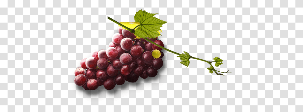 Grape, Fruit, Plant, Grapes, Food Transparent Png