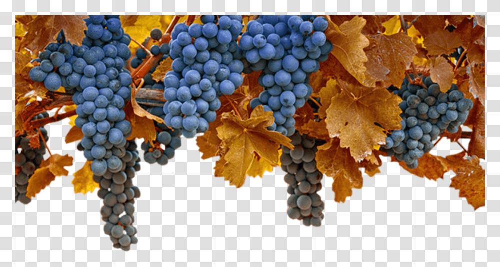 Grape Grapes Autumn, Plant, Nature, Fruit, Food Transparent Png