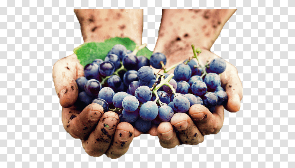 Grape Hands, Plant, Grapes, Fruit, Food Transparent Png