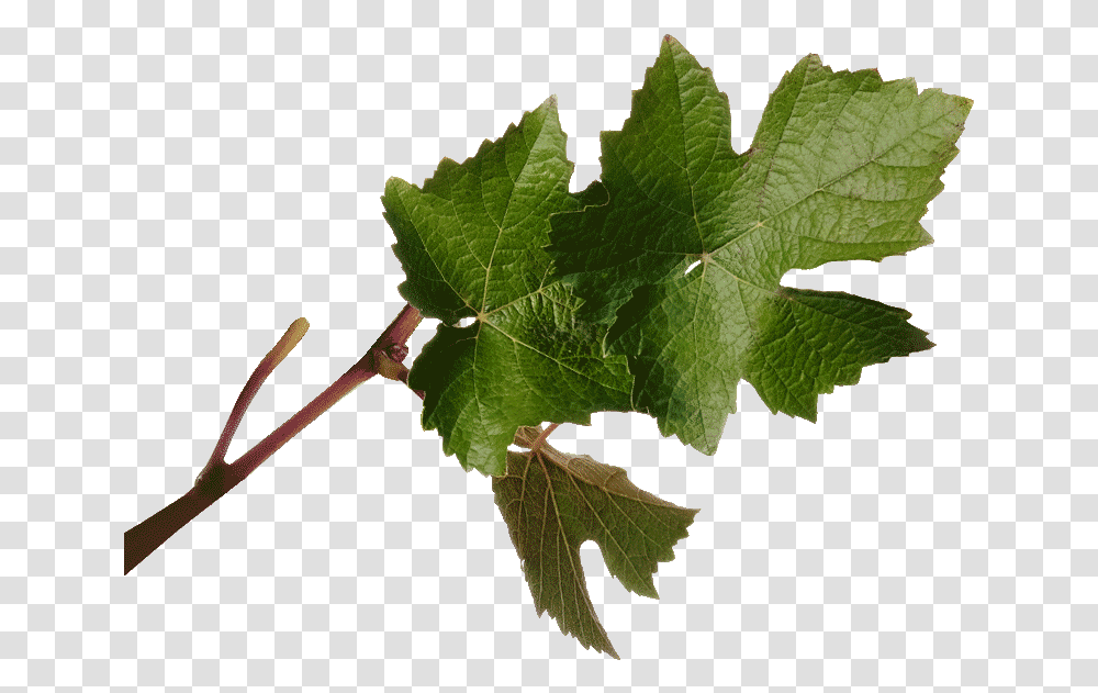 Grape Hd Download Download Maple Leaf, Plant, Veins, Tree, Ivy Transparent Png