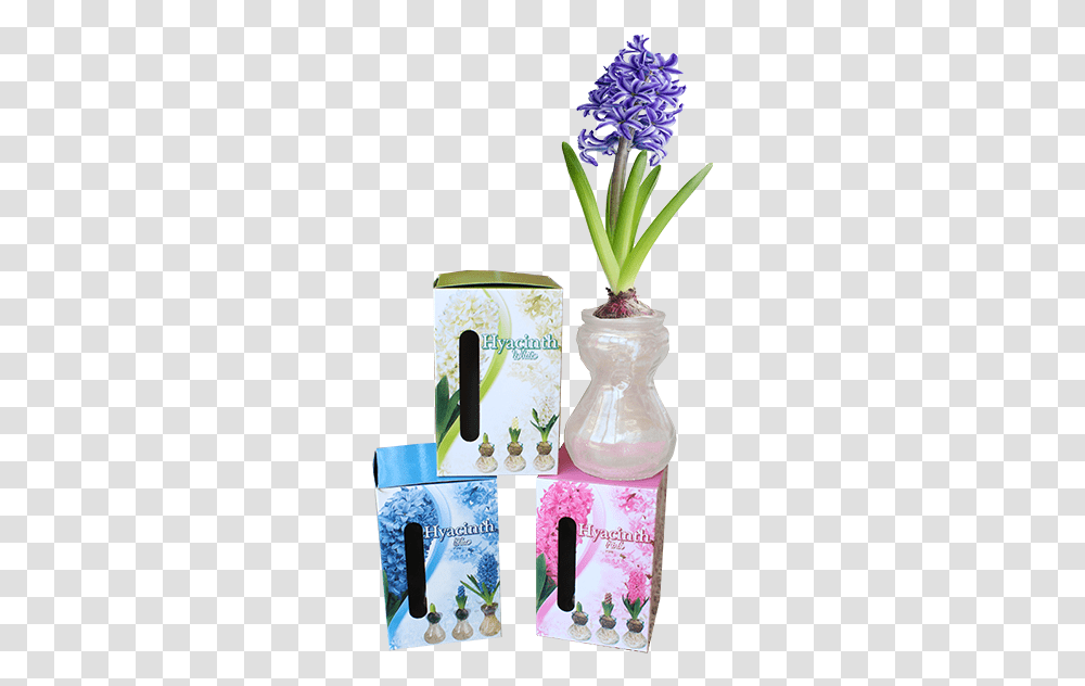Grape Hyacinth, Plant, Produce, Food, Vegetable Transparent Png