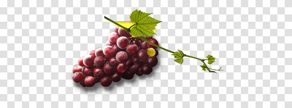 Grape Image Free Picture Download Grape, Plant, Grapes, Fruit, Food Transparent Png