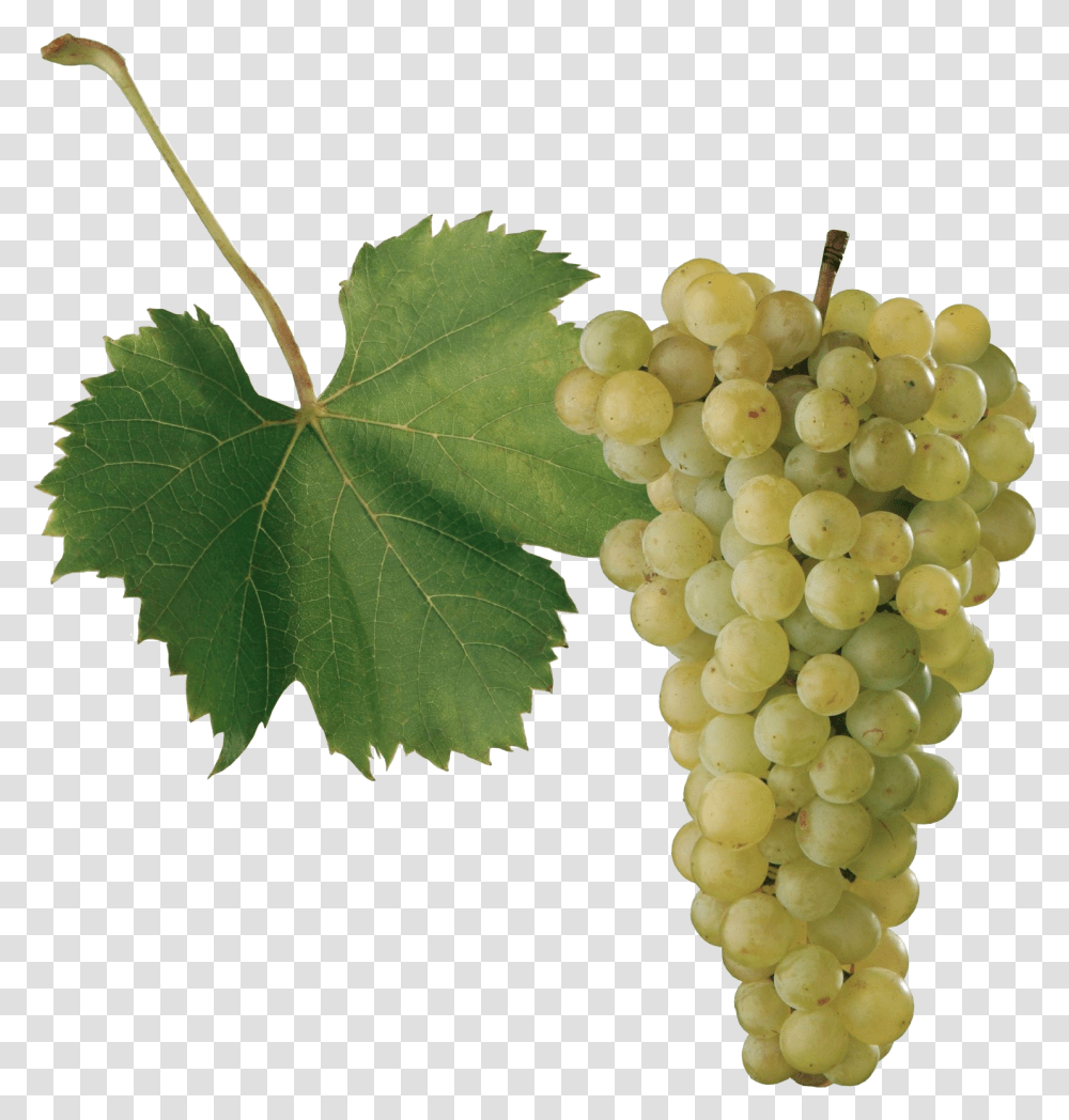Grape Images Odrody Vinia, Plant, Grapes, Fruit, Food Transparent Png