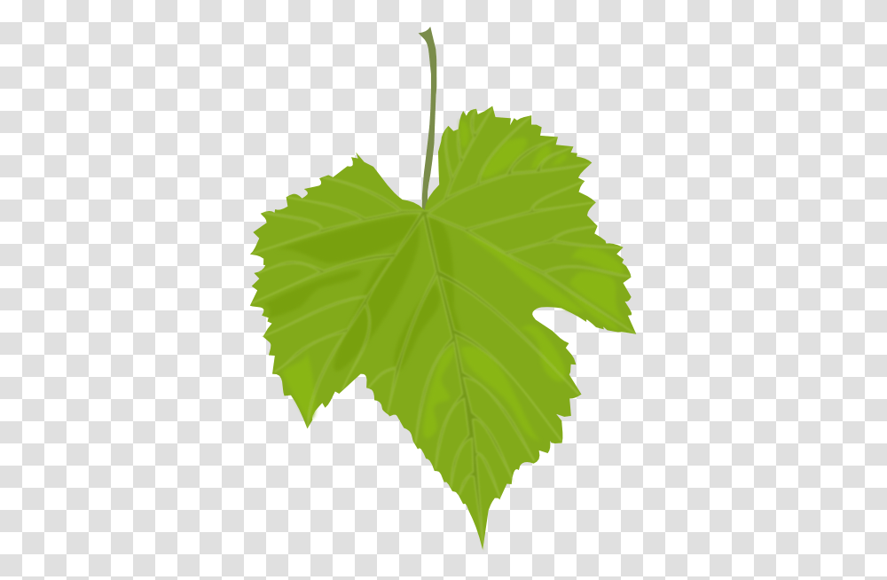 Grape Leaf Clip Art, Plant, Green, Sunlight, Tree Transparent Png
