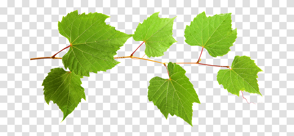 Grape Leaf Extract Grape Leaves, Plant, Veins, Tree, Vine Transparent Png