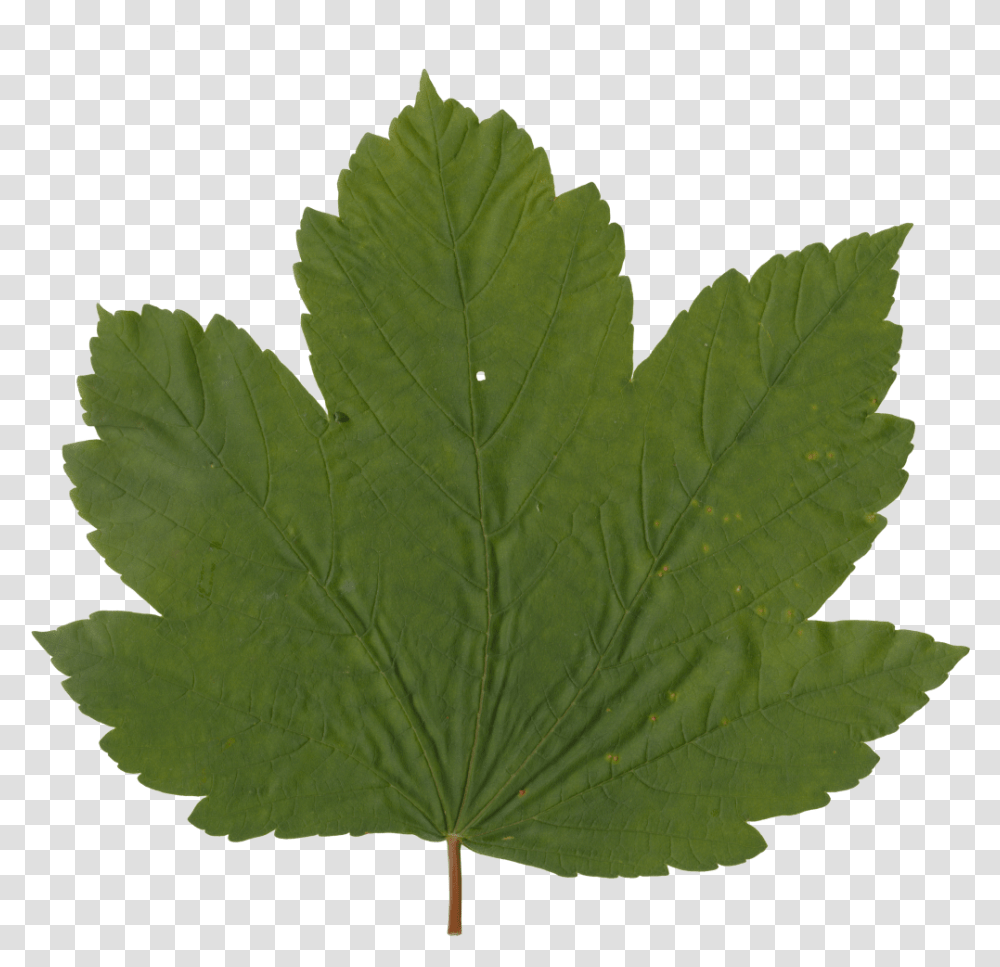 Grape Leaf Maple Leaf, Plant, Tree Transparent Png