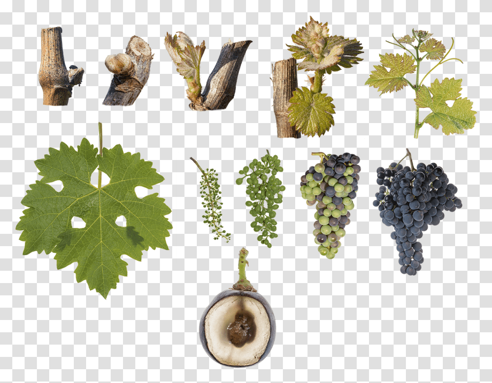 Grape, Leaf, Plant, Tree, Grapes Transparent Png
