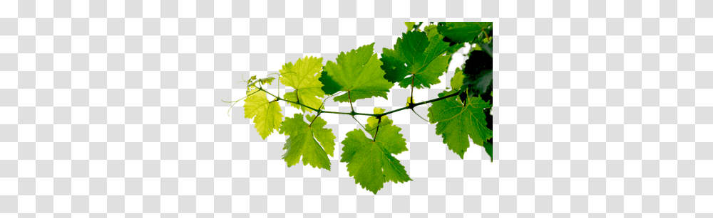 Grape Leaf & Clipart Free Download Ywd Leaf On A Tree, Plant, Green, Vine, Ivy Transparent Png