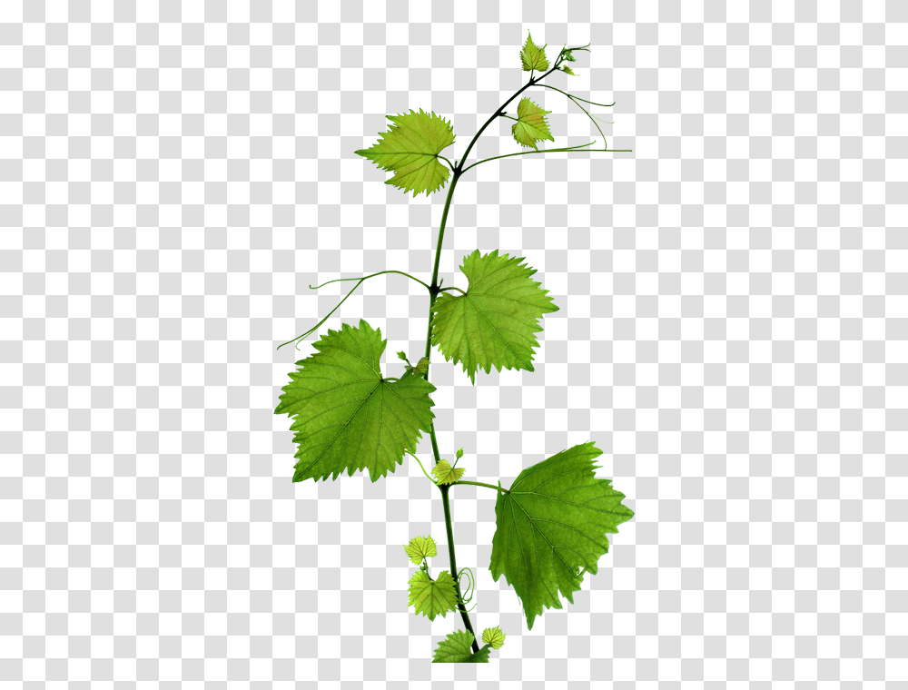 Grape Leaves Background, Leaf, Plant, Green, Vine Transparent Png