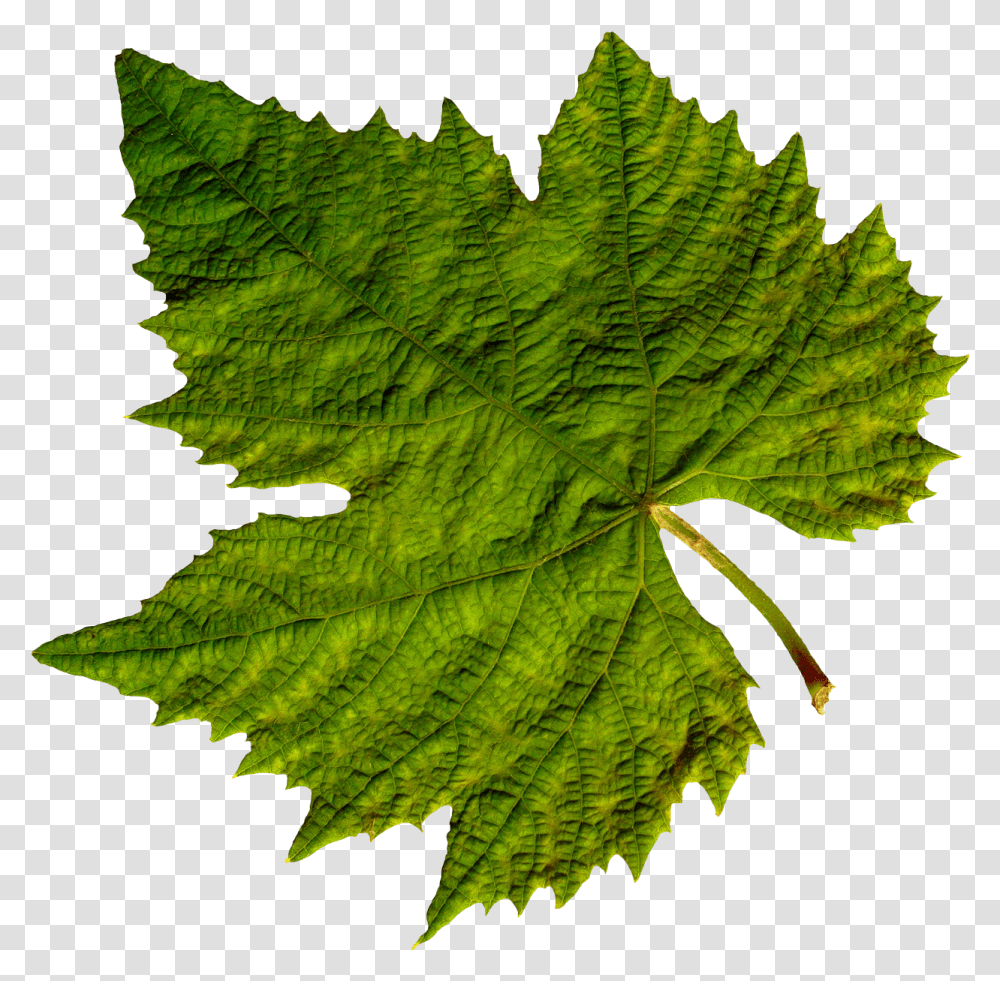 Grape Leaves Clip Art, Leaf, Plant, Tree, Maple Leaf Transparent Png
