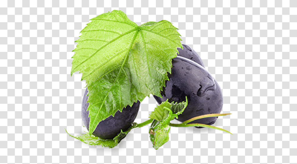 Grape Leaves, Plant, Fruit, Food, Blueberry Transparent Png