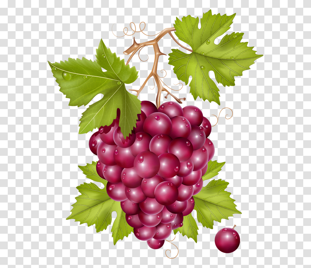 Grape, Plant, Grapes, Fruit, Food Transparent Png