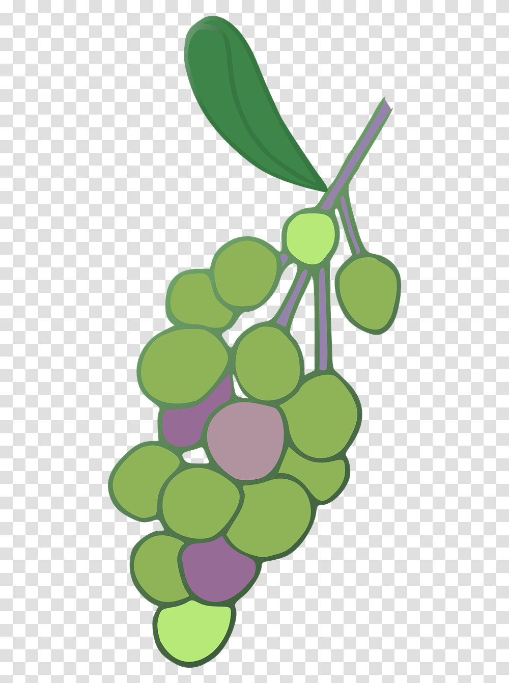 Grape, Plant, Grapes, Fruit, Food Transparent Png