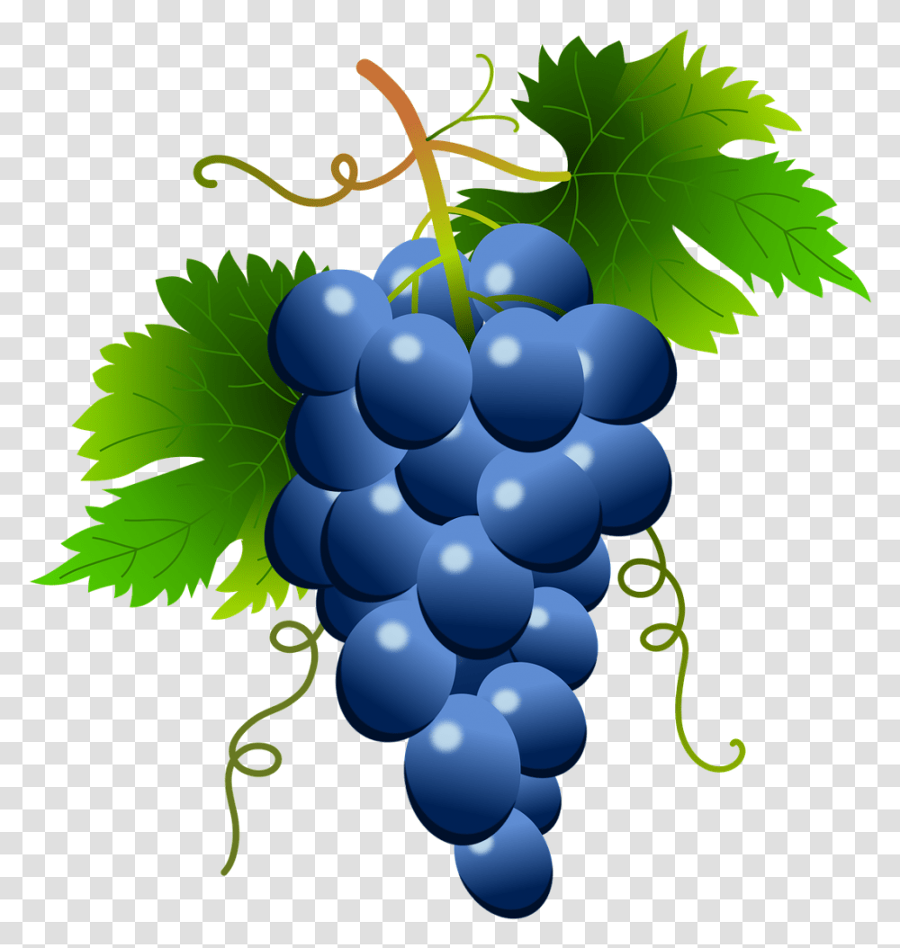 Grape Vector White Clipart Blue Grapes Clipart, Plant, Fruit, Food, Balloon Transparent Png