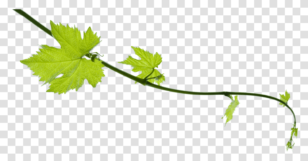 Grape Vine Grape Leaf, Plant, Green, Tree, Maple Leaf Transparent Png