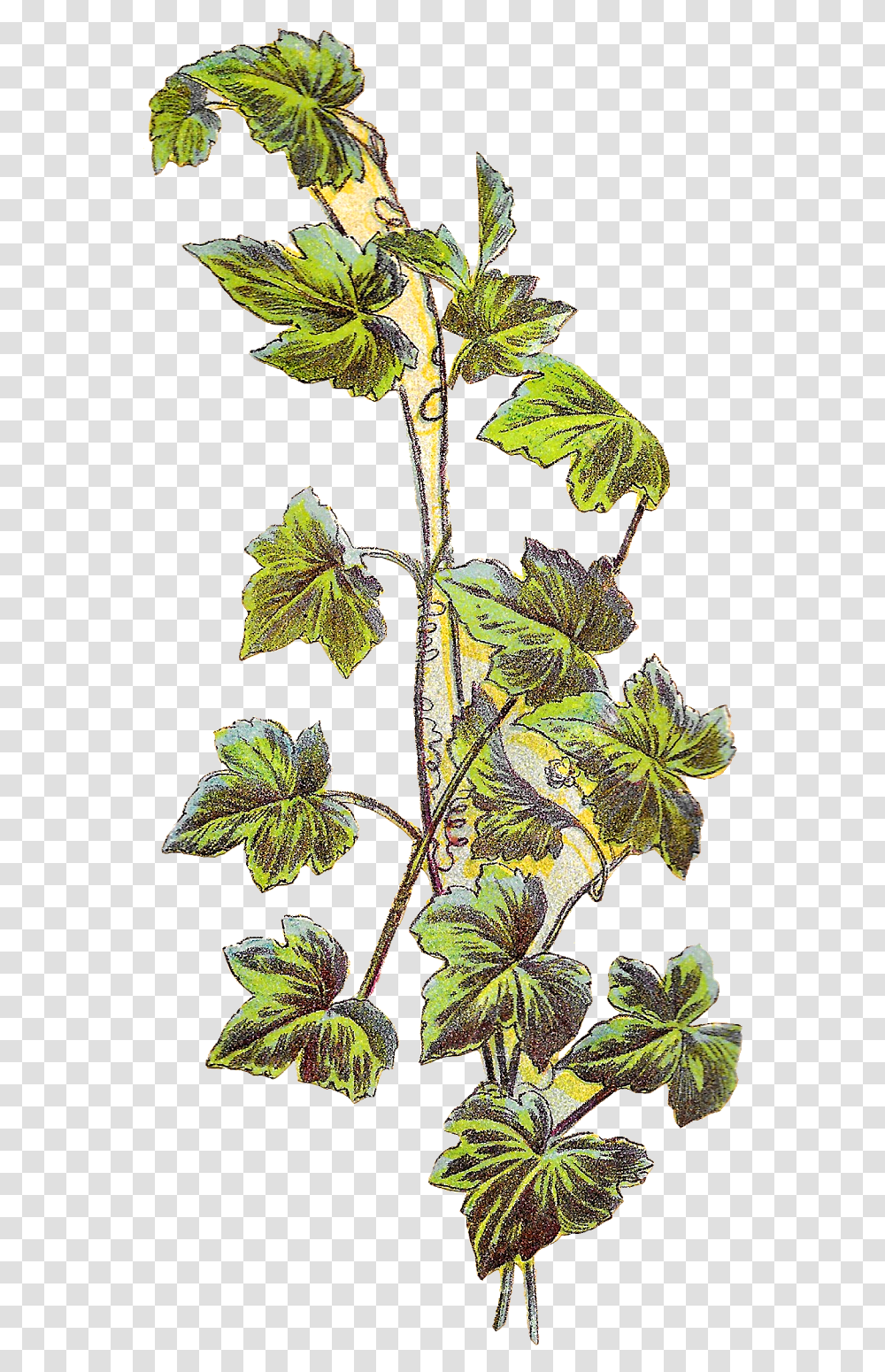 Grape Vine Image, Veins, Leaf, Plant, Tree Transparent Png