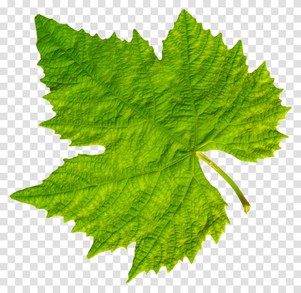 Grape Vine Leaf Image Background Leaf, Plant, Tree, Maple Leaf, Veins Transparent Png