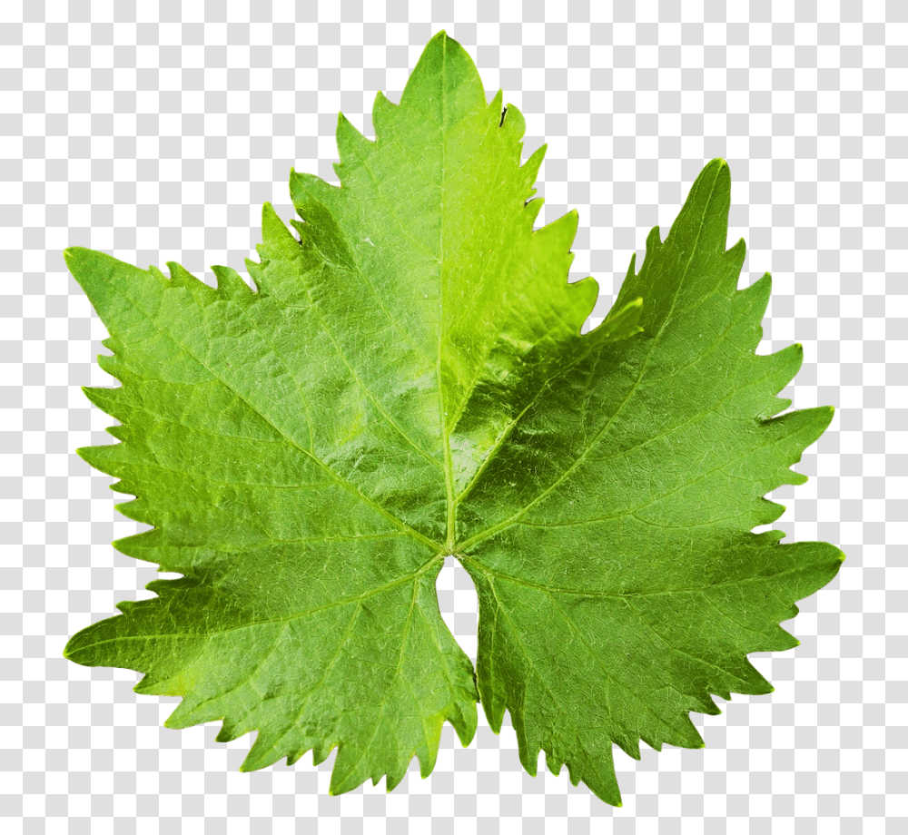 Grape Vine Leaf Image, Plant, Maple Leaf, Tree, Veins Transparent Png